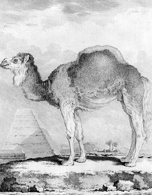 Brazilian dromedaries project image